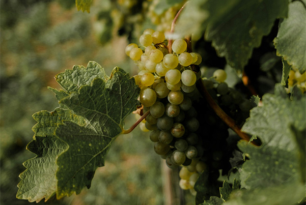 Closeup of grape cluster on the vine