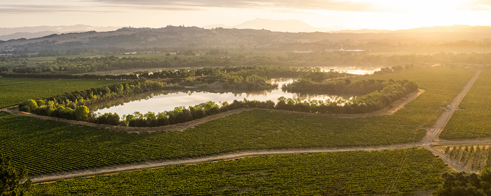 Rusian River Valley vineyard