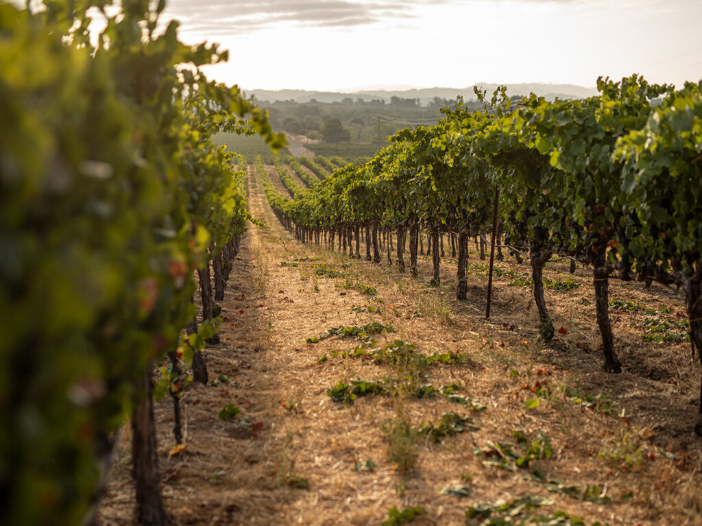 Rochioli Vineyard